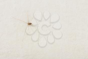 Spider on a white wall. macro