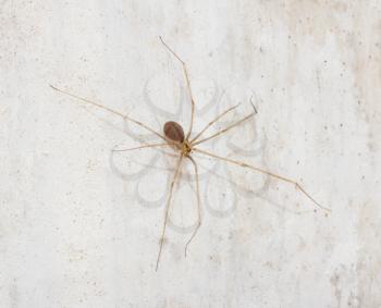 Spider on a white wall. macro