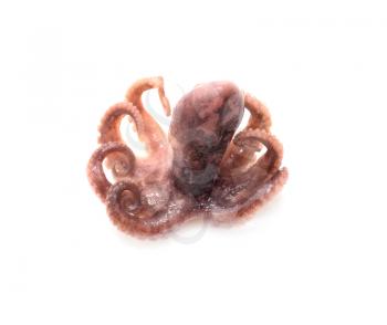 squid on a white background