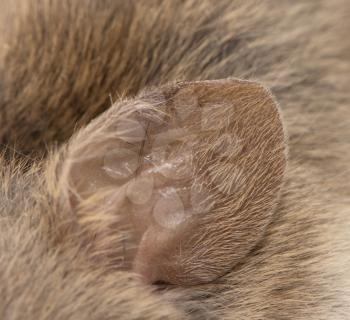 ear of the mouse. macro