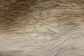 background of fur mouse. macro