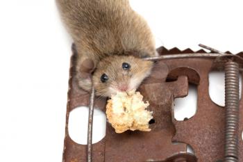 mouse in a mousetrap on a white background