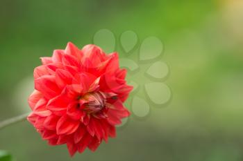 red flower in nature