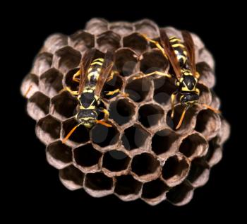 wasps on comb on a black background. macro