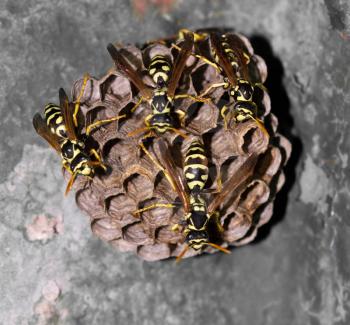 wasps on comb