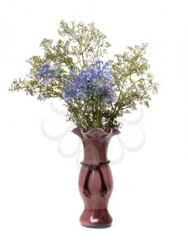 dried flowers in a vase on a white background