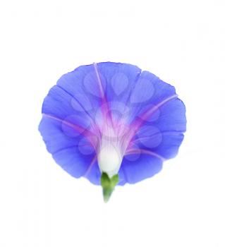 Beautiful blue flower on a white background