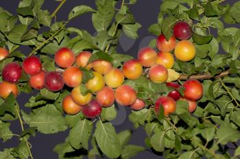 plums on a tree branch