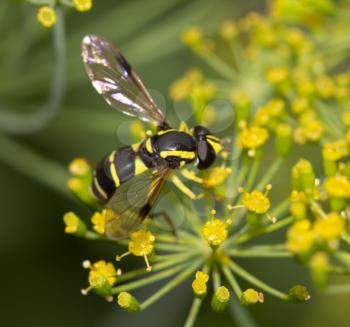 wasp in nature. macro