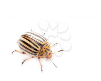 Colorado potato beetle on a white background
