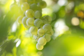 fresh ripe grapes in the countryside. macro