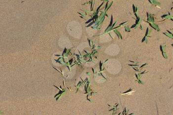 grass growing in the sand