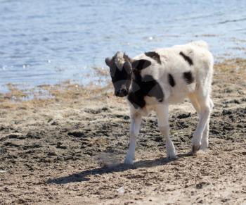 small cow calf on the lake