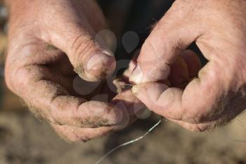 A man threads an earthworm on a fishing hook
