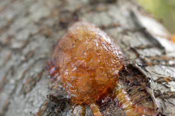 resin on the tree in nature. macro