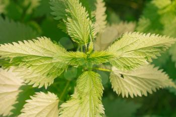 fresh and green nettle as a background of natural herbal plant