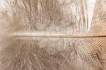 background of a feather. Macro