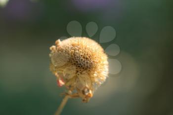 dry flower in nature