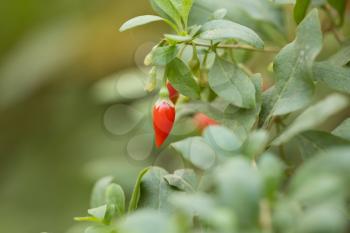 small chili pepper on the bush in nature