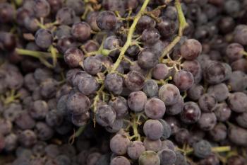 black grapes as background
