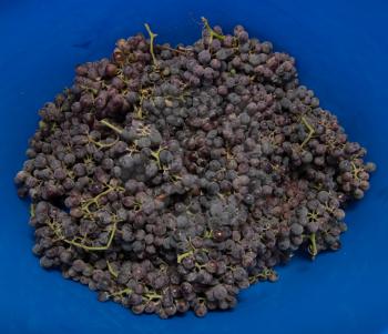 black grapes on a blue background