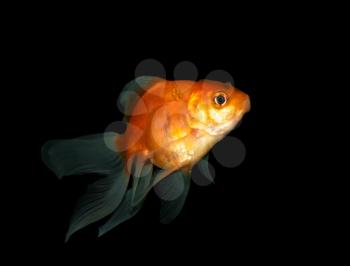 goldfish on black background background