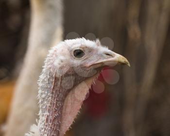 portrait of turkey