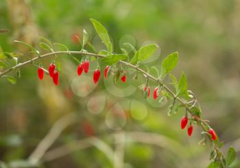 red chili pepper on the bush in nature