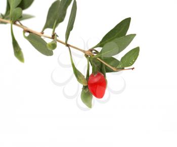 red chili pepper on the bush on a white background