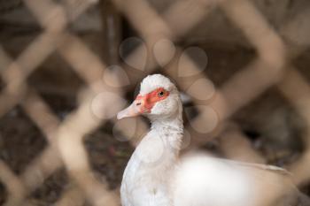 white duck behind bars in captivity