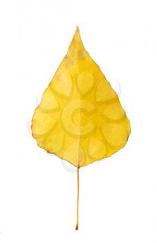 yellow leaf on a white background