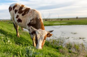 A cow grazes on a green meadow near a lake .