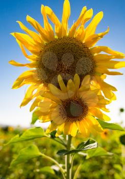 Beautiful yellow sunflower flowers grow on nature