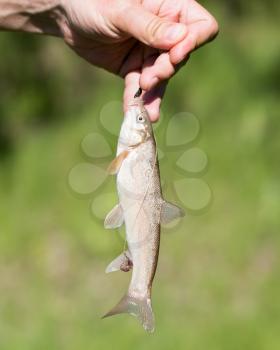 Fish caught on the hook in nature