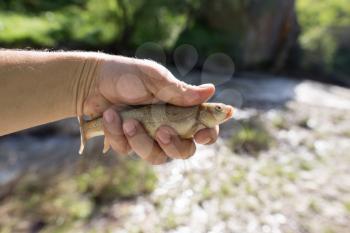 A fish in the hand of a fisherman in nature .