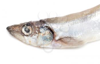 capelin on a white background