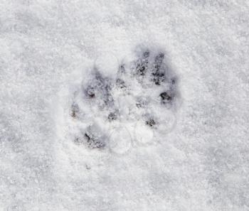 Dog footprints in the snow as a background