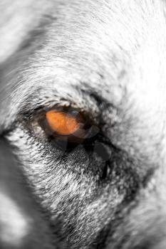 The eye of a big dog. macro