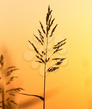 Plant on the background of a golden sunset .
