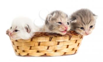 Three newborn kitten in a basket on a white background .