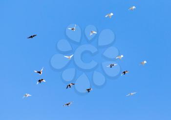A flock of pigeons on a blue sky .
