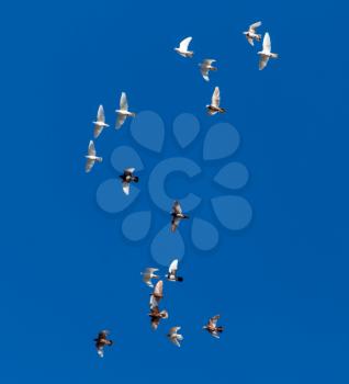 A flock of pigeons on a blue sky .
