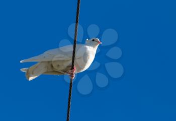 Dove on an electric wire on a blue sky background .