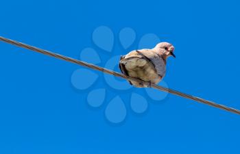 Dove on an electric wire on a blue sky background .
