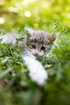 Little kitten in green grass in the park .