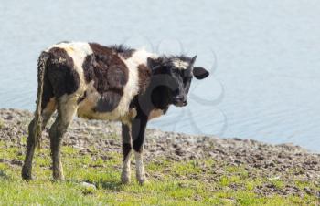 A portrait of a cow grazing on pasture .