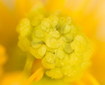 Yellow pollen on a flower in nature. macro