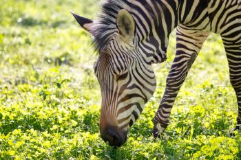 Zebra on green grass in a park in nature