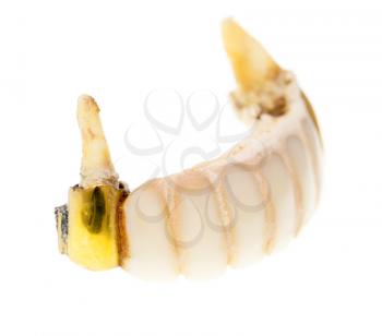 Old torn tooth on a white background .