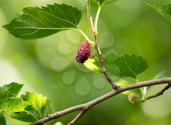 Mulberry berries on a tree branch. Marco